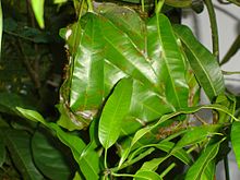 Weaver ant nest on a mango tree Weaverantnest05268.jpg