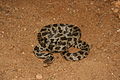 Western Fox Snake 01.jpg