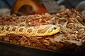 Western Hognose Snake at Elmwood Park Zoo.JPG