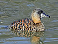 Thumbnail for White-backed duck