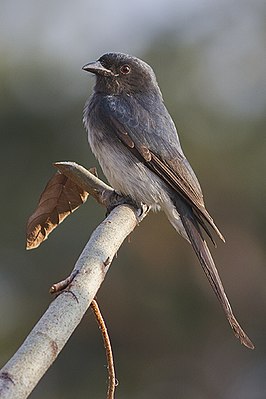 Gray breasted drongo