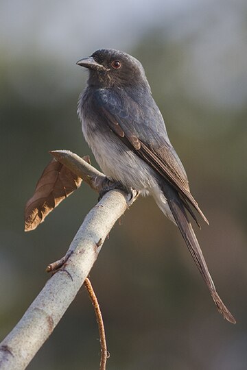 Graubrustdrongo