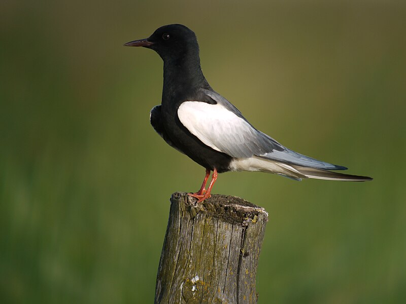 File:White-winged Tern, Mścichy, Biebrzański Park Narodowy, Polska.jpg