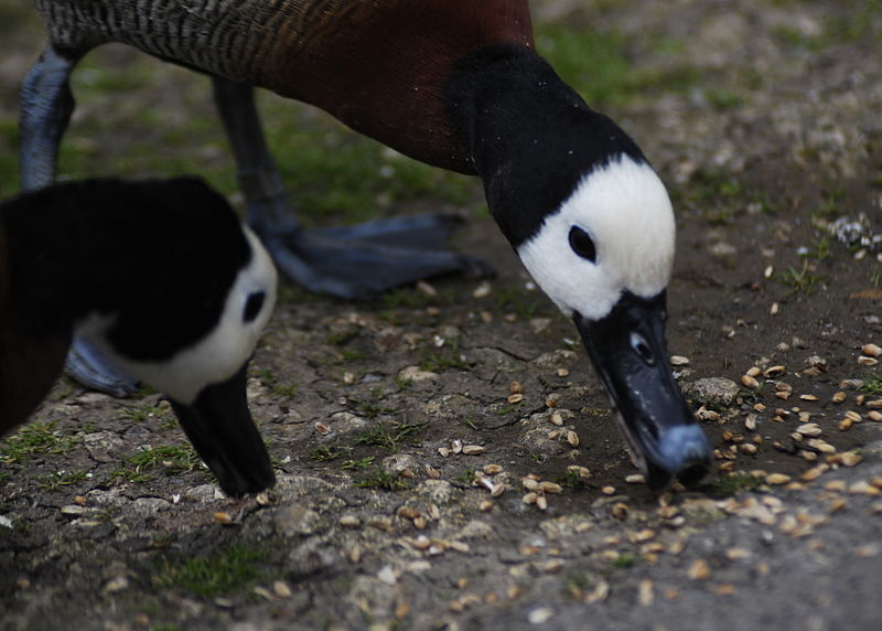 File:White faced whistling duck 3.jpg