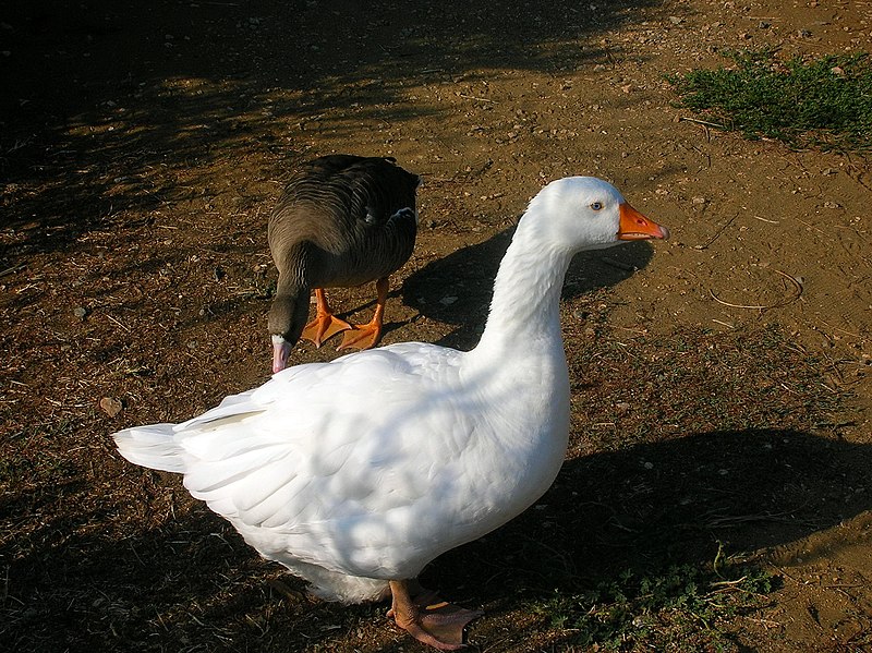 File:White goose.jpg