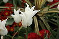 A snow white tulip