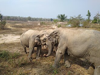 Elephants at the Wildlife Rescue Centre Wildlife Friends Foundation Thailand 1.jpg