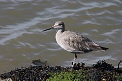 Willet with non-breeding plumage at McLaughlin Eastshore State Park.