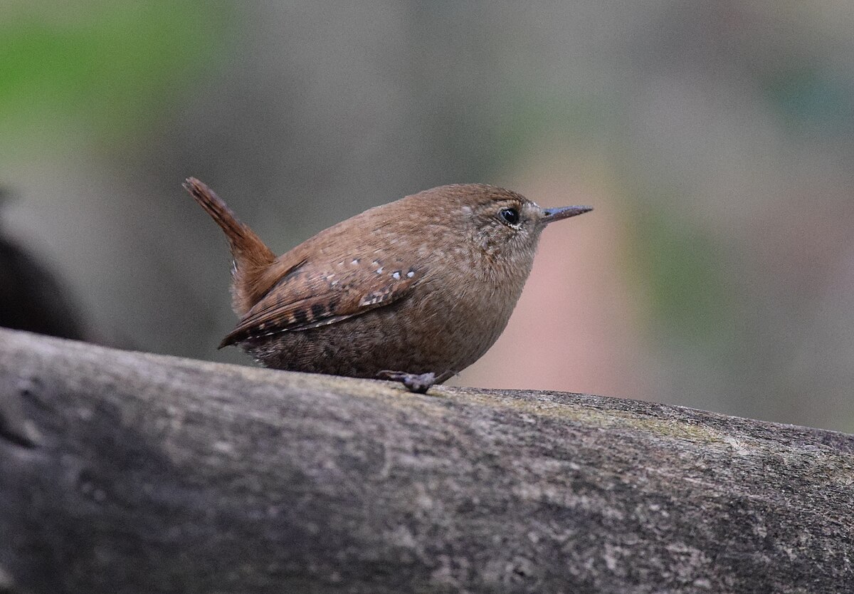 winter wren - Wiktionary