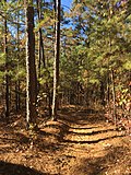 Vignette pour Forêt nationale de Tombigbee