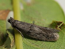 Wockia asperipunctella (41345246831) .jpg