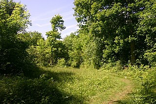 Wolves Wood