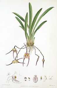 Masdevallia houtteana Dracula houtteana