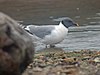 Swallow gull