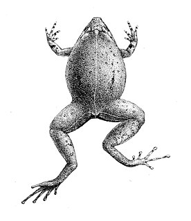 <i>Xenorhina mehelyi</i> Species of frog