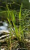 Tennessee yellow-eyed grass (Xyris tennesseensis)