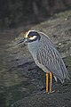 Yellow-crowned Night Heron on Kitching Creek