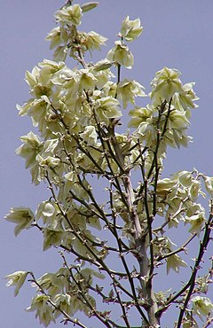 TÌNH YÊU CÂY CỎ ĐV4 - Page 61 240px-Yucca_elata_flowers