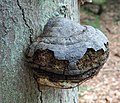 Deutsch: Zunderschwamm, Müritz-Nationalpark bei Serrahn. English: Fomes fomentarius, Müritz National Park in Germany.