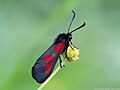 Zygaena lonicerae (Scheven, 1777)