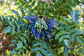 Berberis bealei - Infructescence