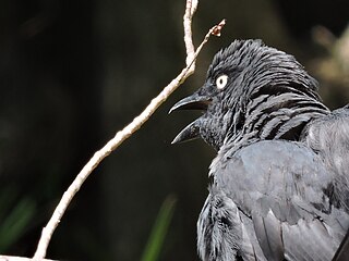 South Melanesian cuckooshrike species of bird