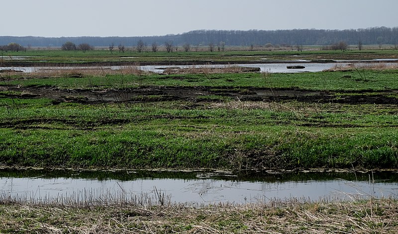 File:Водяний канал в торф'яному полі біля с.Вирівка (Єзуцький заказник).jpg