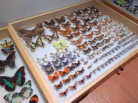 Insect specimen storage drawers in Upper Silesian Museum in Bytom, Poland.