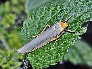 <i>Eilema caniola</i> species of insect