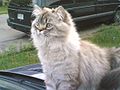 File:1-year-old cat (Seal Lynx Point Persian).jpg