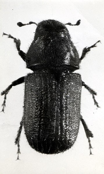 File:1942. Douglas-fir beetle. Coleoptera. Scolytidae. Dendroctonus pseudotsugae Hopk. (34505280220).jpg