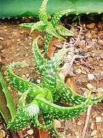 Aloe squarrosa üçün miniatür