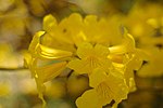 Miniatura para Handroanthus umbellatus