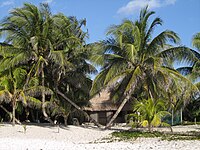 Palme na poluotoku Yucatan