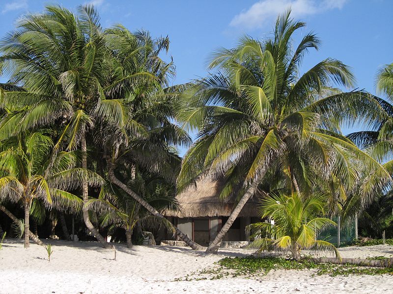 File:2009 Yucatán beach palms.jpg