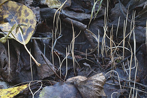 Lentil rash Typhula phacorrhiza