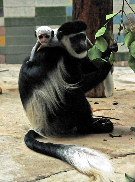 File:2011 Colobus guereza cropped2.jpg