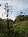 Verbascum thapsus (Kleinblütige Königskerze)