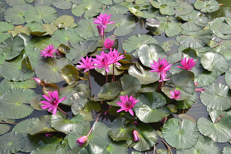 File:201312141022e Sukothai, Wat Sa Si.JPG