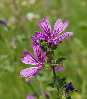 Wilde Malve - Malva sylvestris