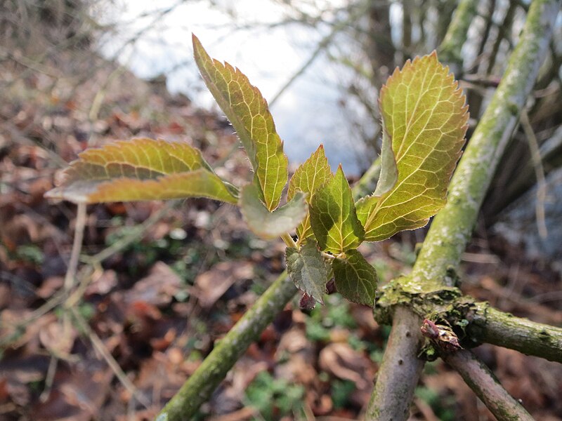 File:20140124Sambucus nigra1.jpg