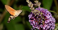 Moro sphinx ou Sphinx colibri ou Sphinx du caille-lait (Macroglossum stellatarum), butinant des fleurs de buddleia de David (Buddleja davidii).