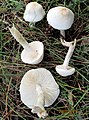 !Lepiota erminea!