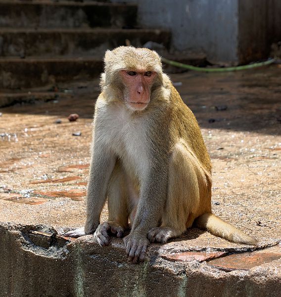 File:20160802 - Rhesus macaque - Mount Popa, Myanmar - 7178.jpg