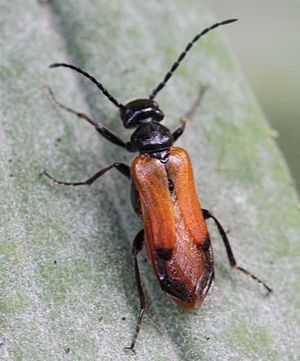 Silk bee oil beetle (Stenoria analis)