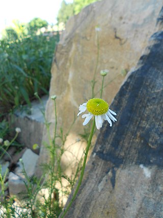 <i>Lasiospermum</i> Genus of flowering plants