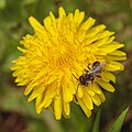 * Nomination A mining bee on a dandelion --FlocciNivis 10:31, 8 February 2023 (UTC) * Promotion  Support Ah, Insects and flowers. Never a too old subject for a QI. --Der Angemeldete 12:12, 8 February 2023 (UTC)  Support Good quality. --Poco a poco 12:14, 8 February 2023 (UTC)