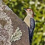 Thumbnail for File:20231017 red bellied woodpecker old south cemetery PND07400.jpg