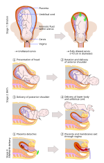 Thumbnail for सन्तान प्रसव