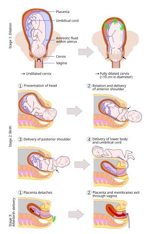 Quais são os tipos de parto que existem? - Unihclinic